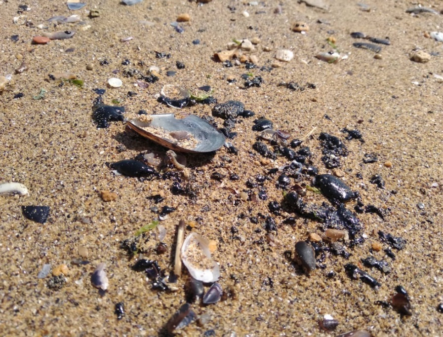 На пляжах Одеси сталася екологічна НП: фото та відео