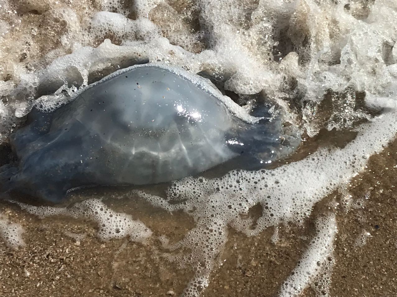 медузы в азовском море