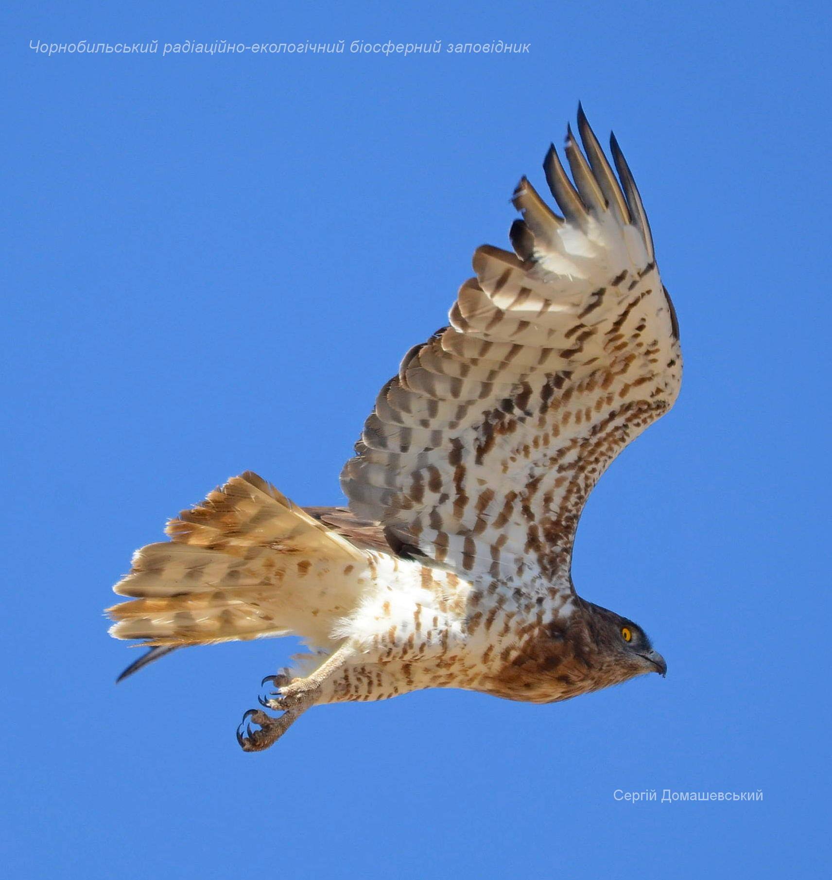 У Чорнобилі показали рідкісного птаха, який ковтає змію цілком
