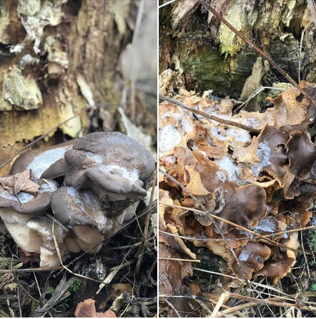 Аномальная зима в Украине: в сети снова появились удивительные доказательства