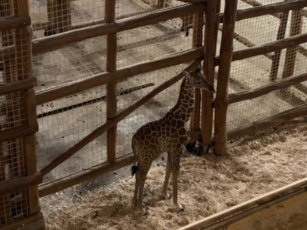 У зоопарку під Києвом народилося дитинча жирафа: наймиліші фото