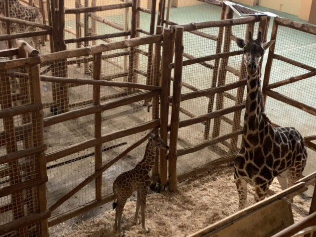 У зоопарку під Києвом народилося дитинча жирафа: наймиліші фото
