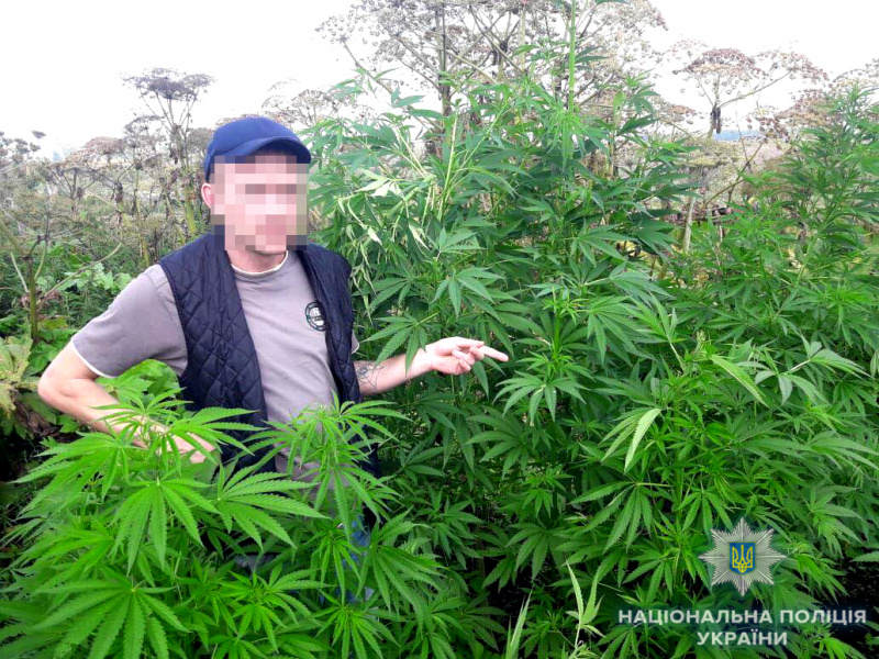 На земельній ділянці жителя Рівненської області виявили плантацію коноплі