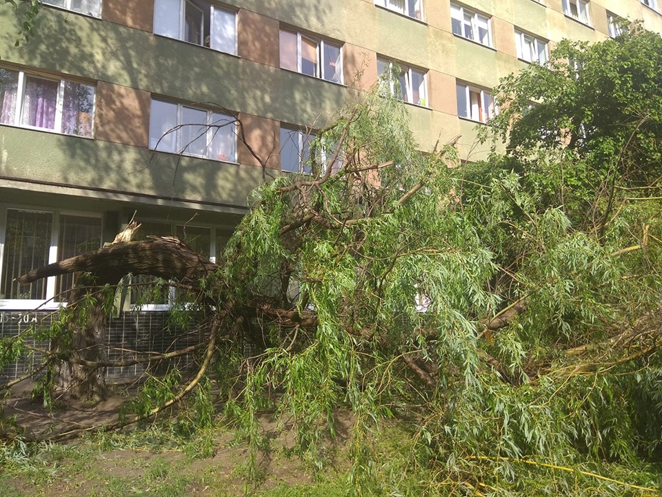 Повалені дерева і град: у Львові знову бушувала стихія