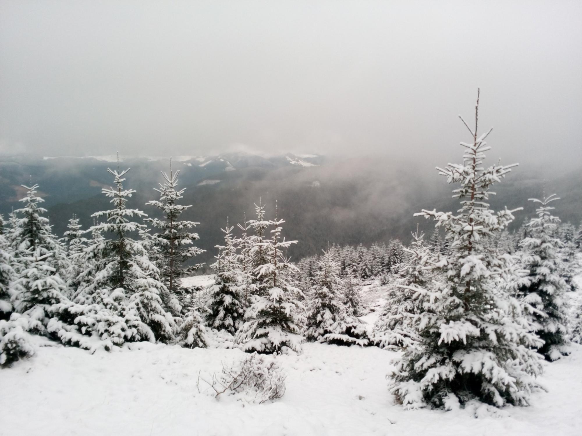 Зимова казка у Карпатах: у мережі з'явилися вражаючі фотографії