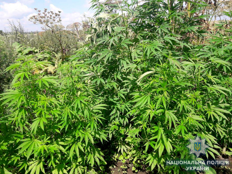 На земельній ділянці жителя Рівненської області виявили плантацію коноплі