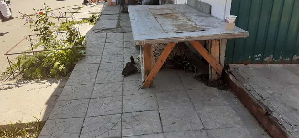 На київському ринку побачили замучену тварину: в мережі переполох
