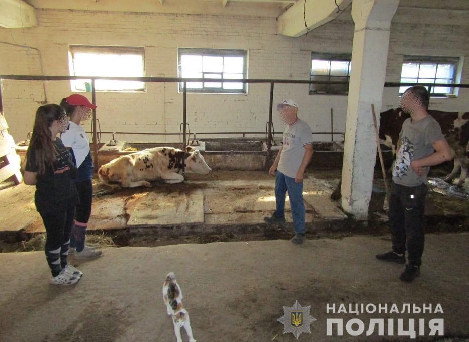 Под Киевом горе-разбойник решил похитить корову: что вышло (фото)