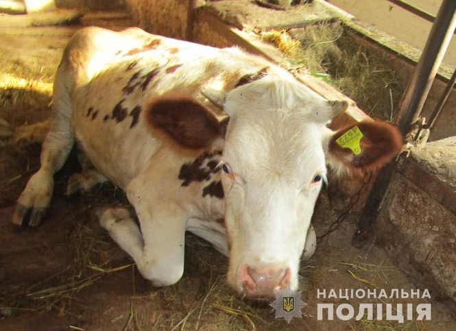 Под Киевом горе-разбойник решил похитить корову: что вышло (фото)