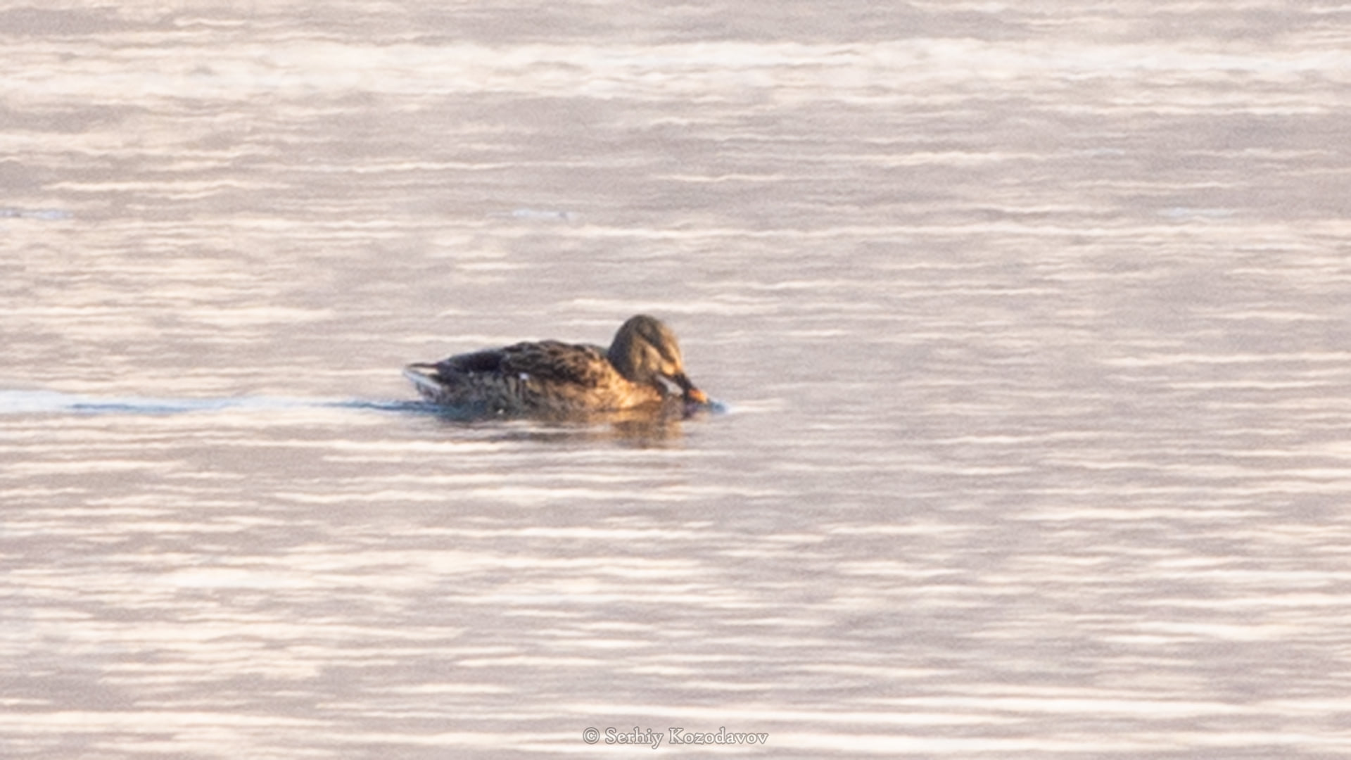 На Хортиці вчені виявили новий вид птахів (фото)