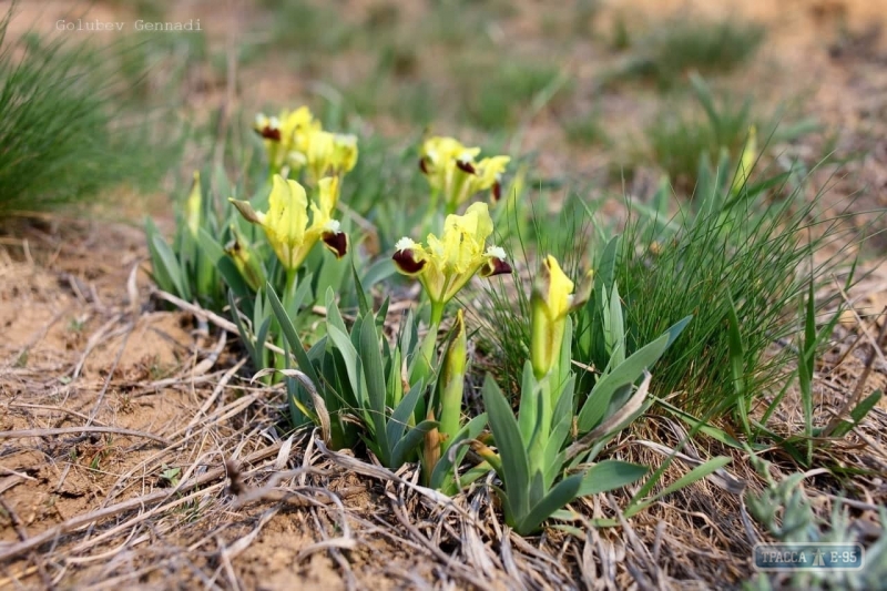 Под Одессой на Новый год распустилось множество летних цветов: яркие фото