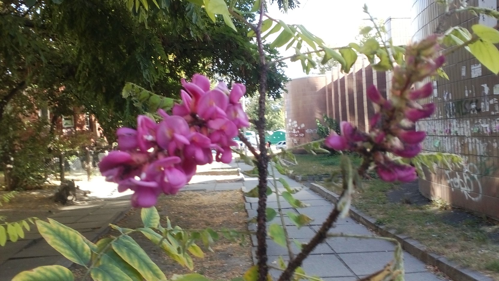 У Києві раптово зацвіли акації: яскраві фото