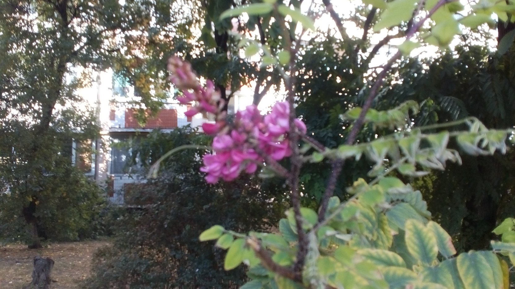 У Києві раптово зацвіли акації: яскраві фото