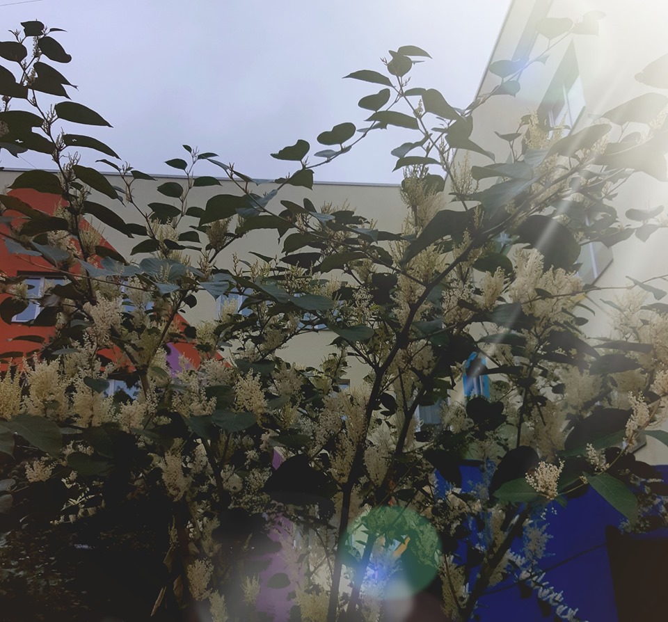 У Києві раптово зацвіли акації: яскраві фото