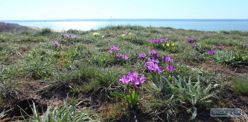 Под Одессой на Новый год распустилось множество летних цветов: яркие фото