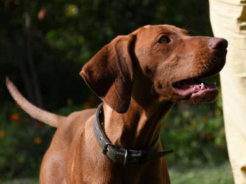 У Києві пес приніс своїй господині коштовний перстень з діамантами (фото)