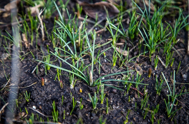 В Одессе из-за аномальной зимы зацвел сад: фантастические фото
