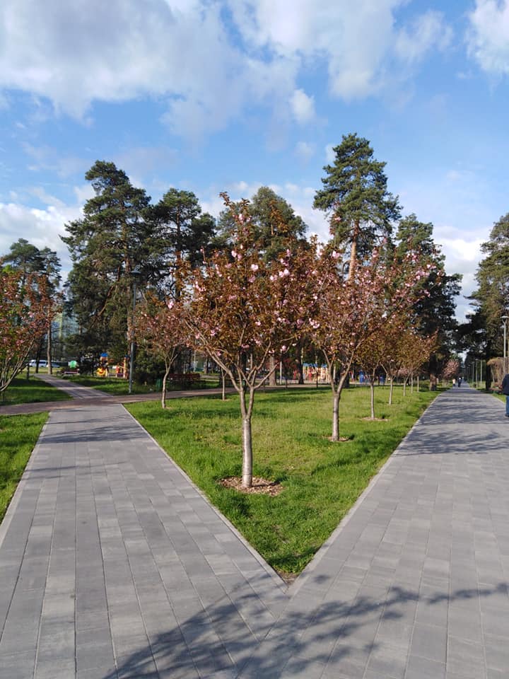 В Киеве зацвела самая длинная аллея сакур Украины: появились красочные фото