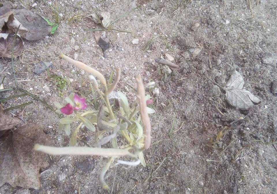 Аномальная зима в Украине: в сети снова появились удивительные доказательства