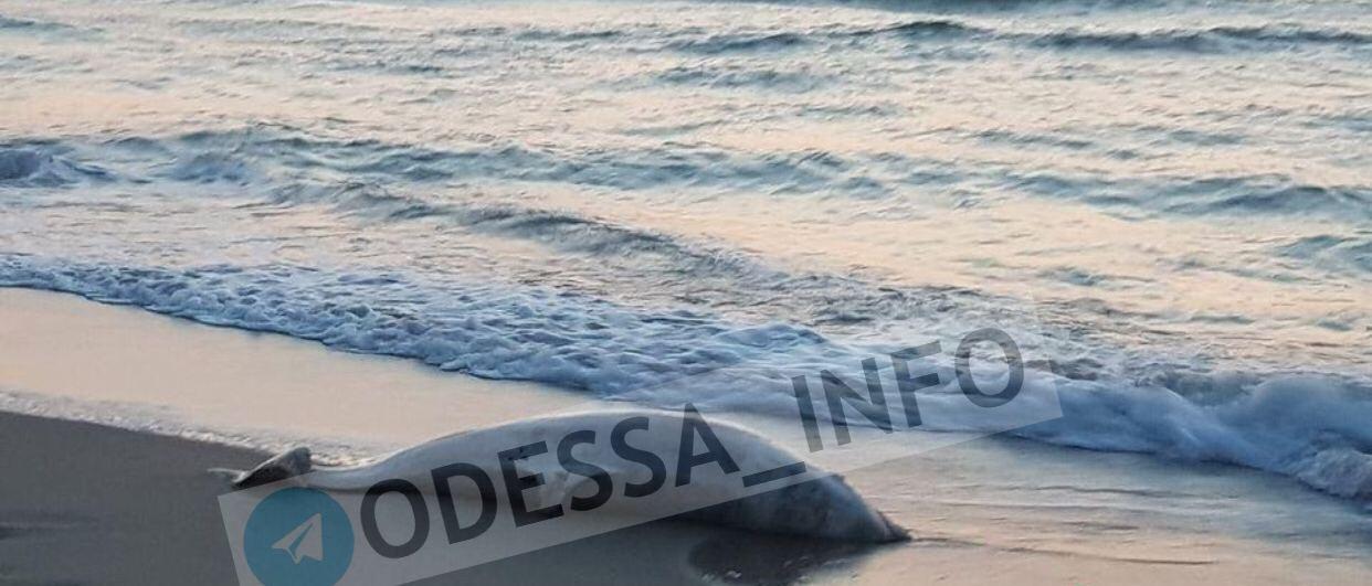 На популярному українському курорті нова біда: сумне фото