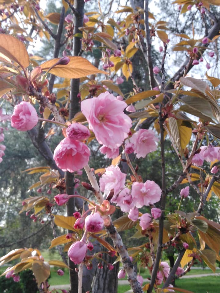 В Киеве зацвела самая длинная аллея сакур Украины: появились красочные фото