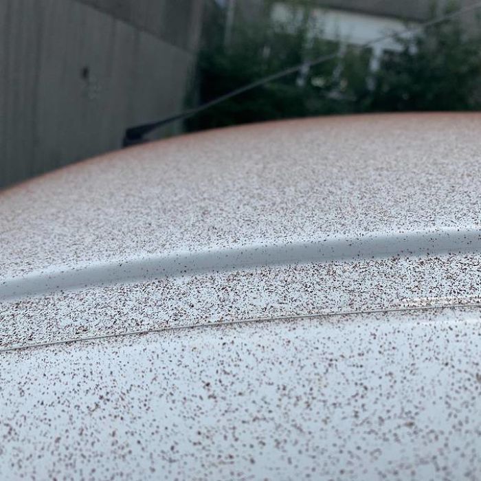 В Європі пройшов шоколадний "снігопад": названа несподівана причина (фото)