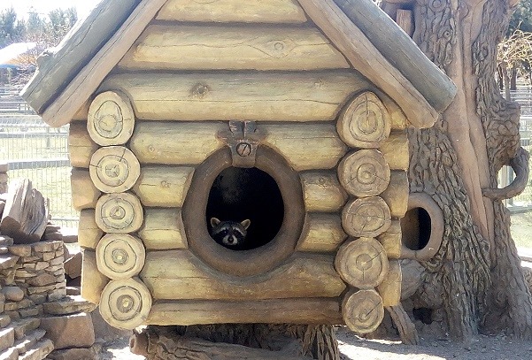 В закрытом на карантин винницком зоопарке небывалый рекорд рождаемости (видео)