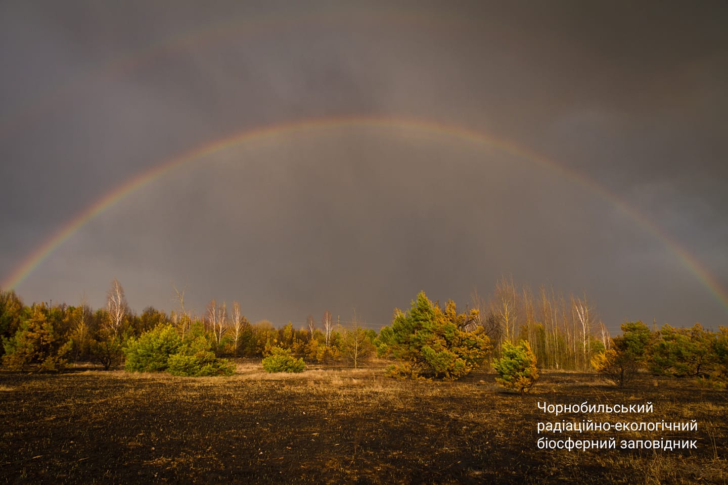 Как животные спасались от огненной стихии в Чернобыле: мощное видео