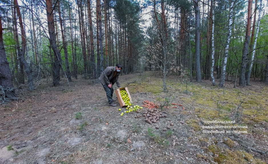 Чорнобильська природа оживає після пожеж: яскраві фото "нового життя"