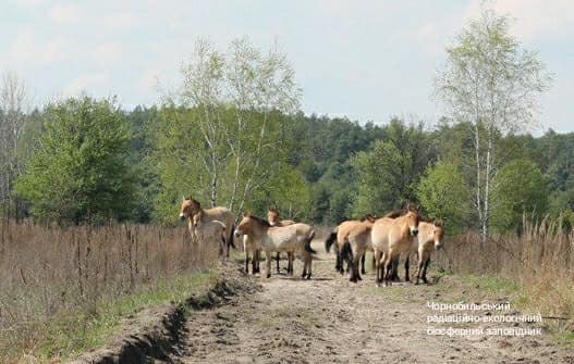 Чорнобильська природа оживає після пожеж: яскраві фото "нового життя"