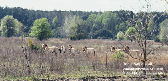Чорнобильська природа оживає після пожеж: яскраві фото "нового життя"