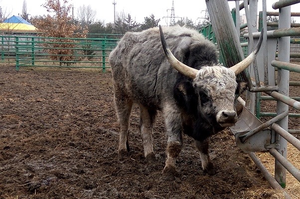 В закрытом на карантин винницком зоопарке небывалый рекорд рождаемости (видео)