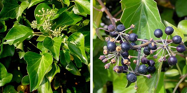 Ці кімнатні рослини небезпечні для здоров'я