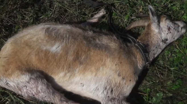 Роздерли домашніх тварин: під Львовом зграя бродячих псів тримає в страху все село