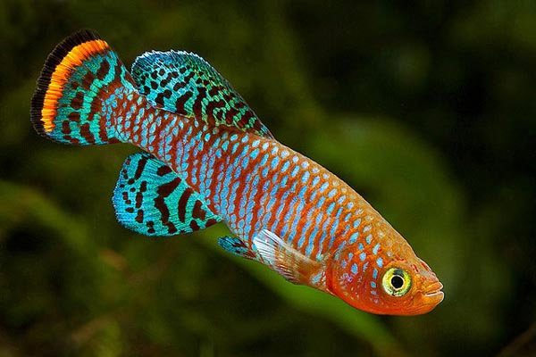 Ученые выяснили, как рыбы заселяют пустые водоемы: способ очень экстремальный