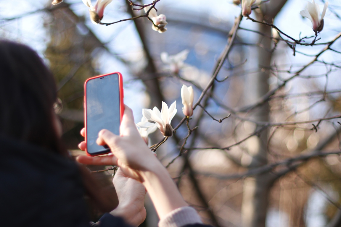 В Киеве наконец-то распустились магнолии: где можно увидеть красоту