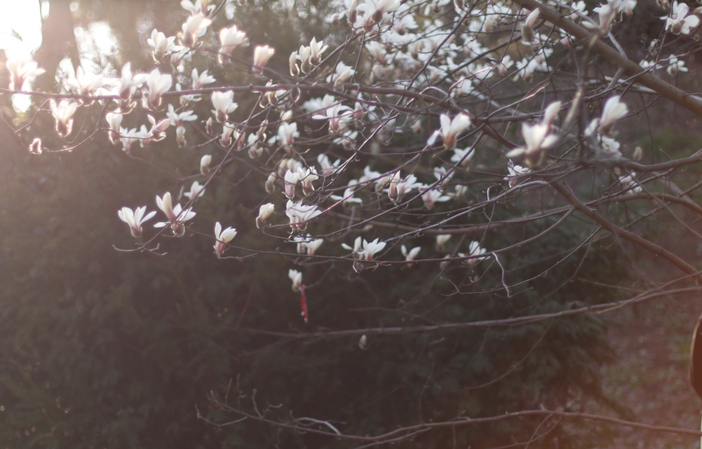 В Киеве наконец-то распустились магнолии: где можно увидеть красоту