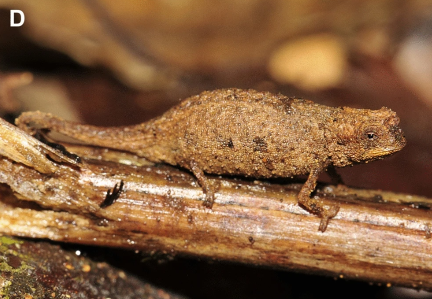 Ученые открыли самый крошечный вид рептилий: умиляющее фото