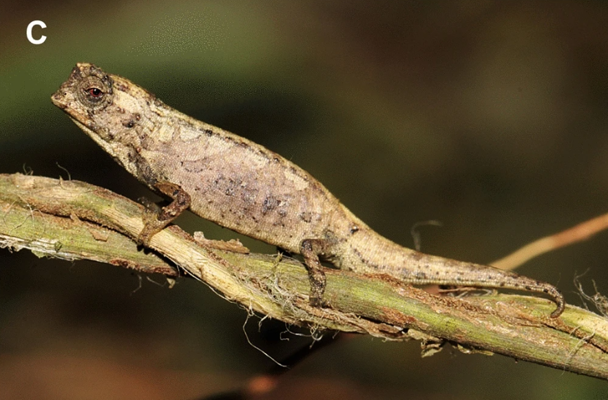 Ученые открыли самый крошечный вид рептилий: умиляющее фото