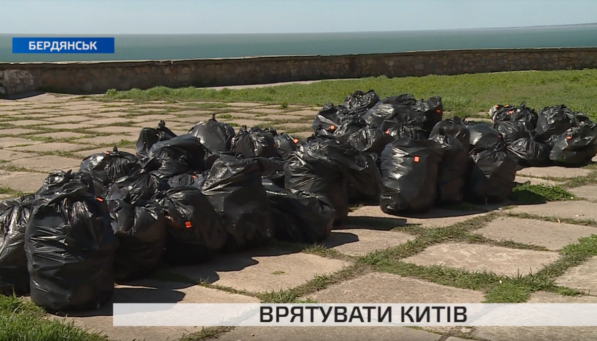 Как в Бердянске спасали китов: подробности акции (видео)