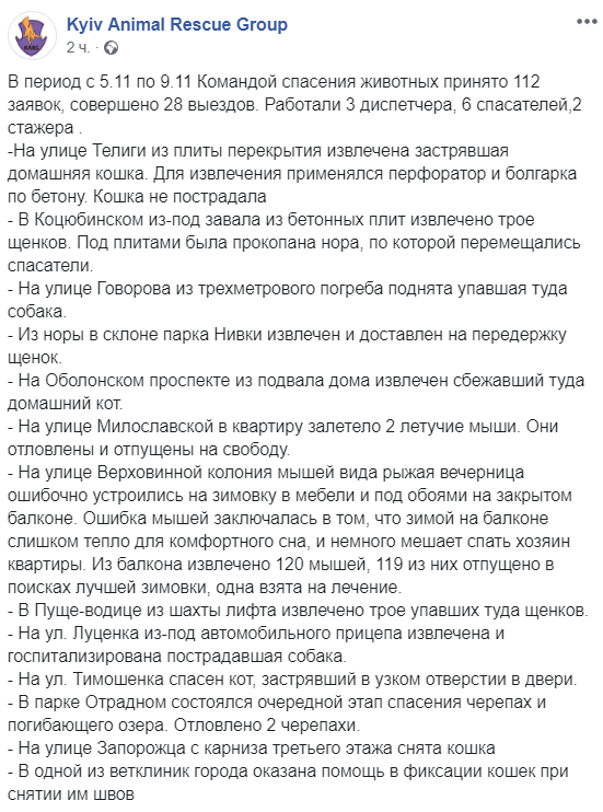 У Києві 120 кажанів "окупували" квартиру: фото, подробиці