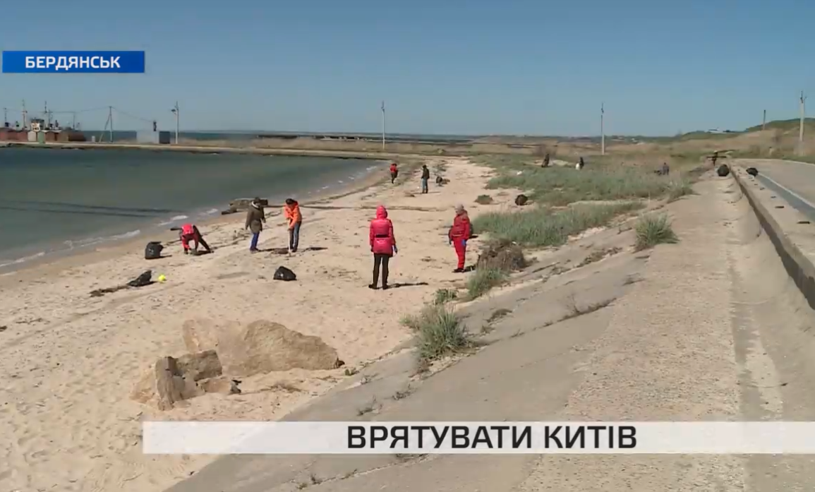 Как в Бердянске спасали китов: подробности акции (видео)