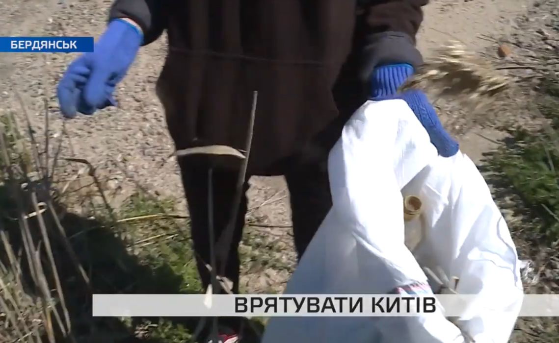 Как в Бердянске спасали китов: подробности акции (видео)