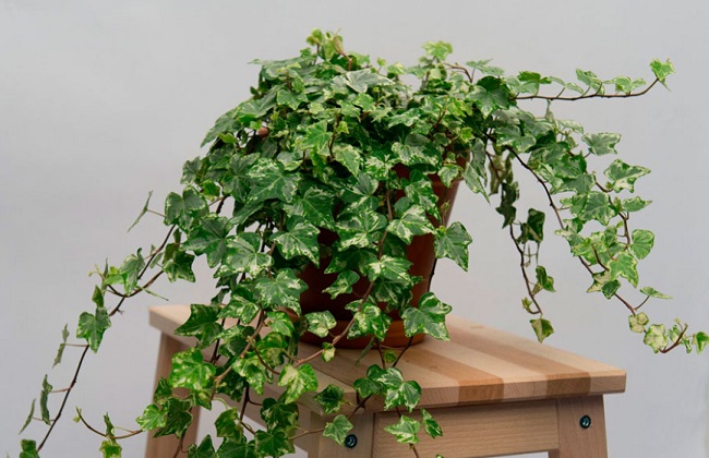 Энергетические вампиры: эти комнатные растения нельзя держать дома