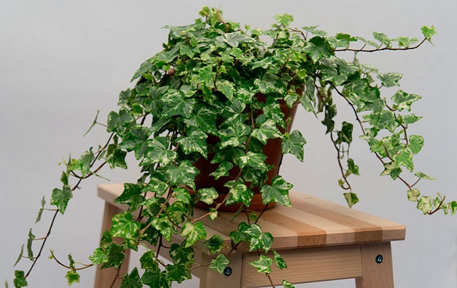 Эти комнатные растения навлекают на дом беды и несчастья