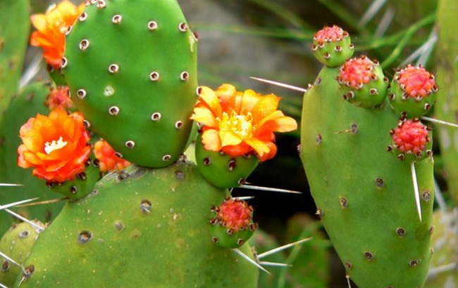 Эти комнатные растения категорически запрещено держать в детской комнате