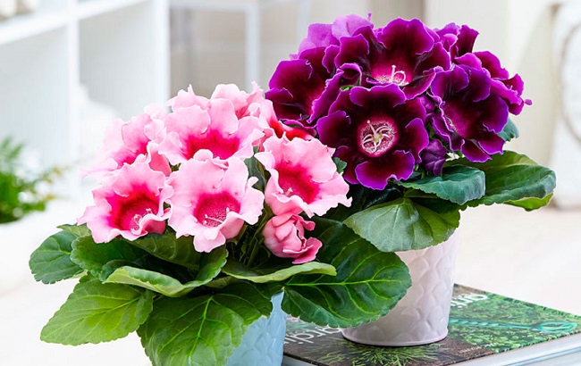 Эти комнатные растения категорически запрещено держать в детской комнате