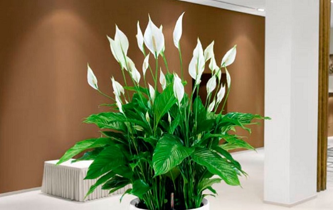 Эти комнатные растения приносят здоровье в каждый дом