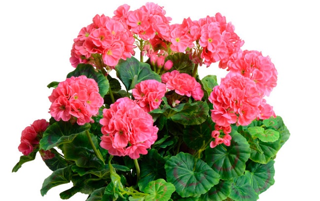 Эти комнатные растения приносят здоровье в каждый дом