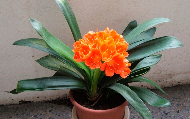 Эти комнатные растения приносят здоровье в каждый дом